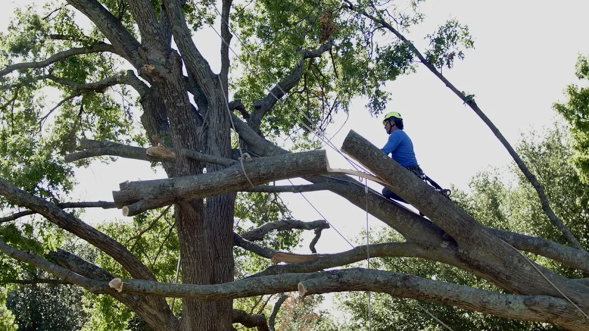 Professional Crown Thinning performed by certified arborists in Hodges